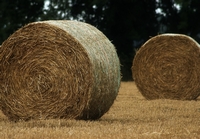 agriculture p